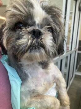 Shih Tzu Dogs Available for Adoption in San Antonio, Texas - CHLOE | PetCurious