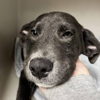 72402 -  Mixed Breed Dog for Adoption in Harrisonburg, Virginia - 72402 | PetCurious