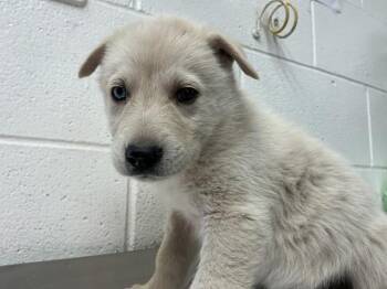 Siberian Husky and Mixed Breed Dogs Available for Adoption in San Bernardino, California - JASPER | PetCurious