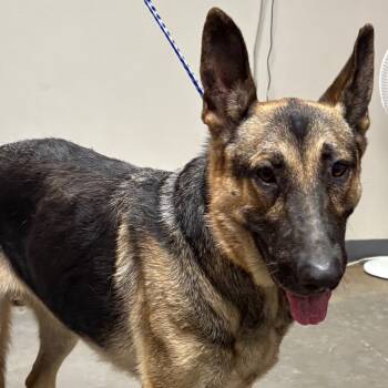 Rescue German Shepherd Dog Dogs for Adoption in Yuma, Arizona - Sara | PetCurious
