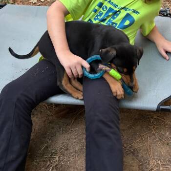 Bacon -  Hound Dog for Adoption in Wake Forest, North Carolina - Bacon | PetCurious