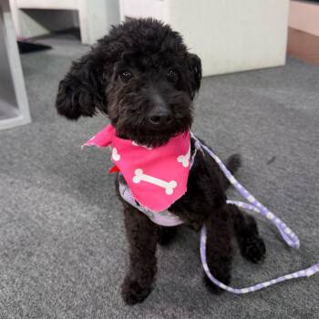 Alaya -  Miniature Poodle and Mixed Breed Dog for Adoption in Tampa, Florida - Alaya | PetCurious