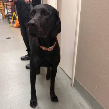 Bella -  Black Labrador Retriever Dog for Adoption in Westminster, California - Bella | PetCurious