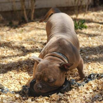 Moo -  Mixed Breed Dog for Adoption in Valparaiso, Indiana - Moo | PetCurious