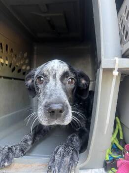 Bluebell -  Australian Cattle Dog Blue Heeler and Hound Dog for Adoption in Fort Collins, Colorado - Bluebell | PetCurious