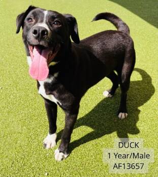 Pit Bull Terrier and Mixed Breed Dogs Available for Adoption - Duck | PetCurious
