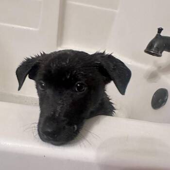 Mixed Breed Dogs Available for Adoption in Buffalo, Minnesota - Hyphy | PetCurious