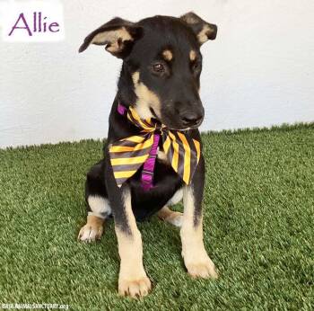 Allie -  German Shepherd Dog Dog for Adoption in San Diego, California - Allie | PetCurious