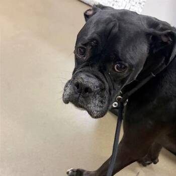 Scout -  Mixed Breed Dog for Adoption in Asheville, North Carolina - Scout | PetCurious