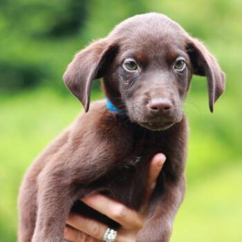 CT Crunch Wrap -  Pointer and Mixed Breed Dog for Adoption in Stormville, New York - CT Crunch Wrap | PetCurious