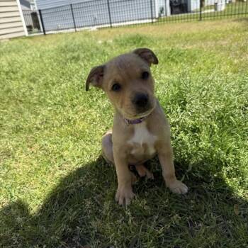 Rescue Mixed Breed Dogs for Adoption in Savannah, Georgia - Montclair NY | PetCurious