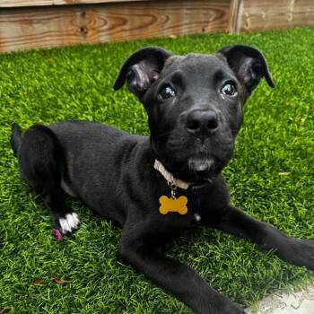 Labrador Retriever and Pit Bull Terrier Dogs Available for Adoption - Ursula | PetCurious