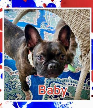 Baby -  French Bulldog Dog for Adoption in Raleigh, North Carolina - Baby | PetCurious