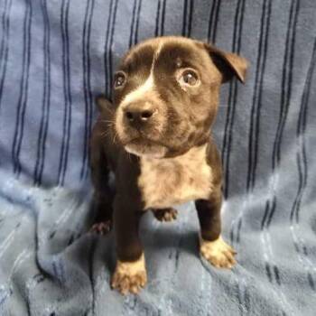 McNugget -  American Staffordshire Terrier and Mixed Breed Dog for Adoption in San Antonio, Texas - McNugget | PetCurious