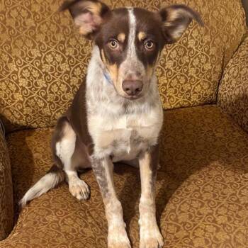 Tater -  Cattle Dog Dog for Adoption in Midland, Texas - Tater | PetCurious