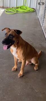 Macho -  Mixed Breed Dog for Adoption in Port Lavaca, Texas - Macho | PetCurious