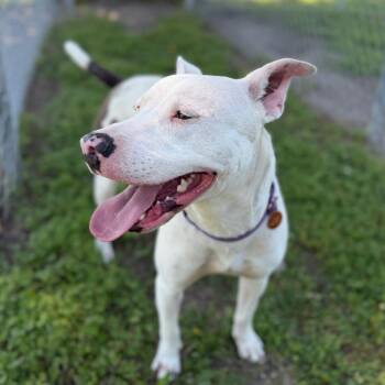 Pit Bull Terrier Dogs Available for Adoption in Tulsa, Oklahoma - Delilah | PetCurious