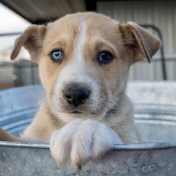Siberian Husky Dogs Available for Adoption - Leif | PetCurious