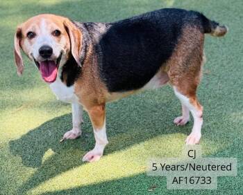 CJ -  Beagle and Mixed Breed Dog for Adoption - CJ | PetCurious