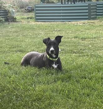 Wednesday -  Labrador Retriever and Border Collie Dog for Adoption in Littleton, Colorado - Wednesday | PetCurious