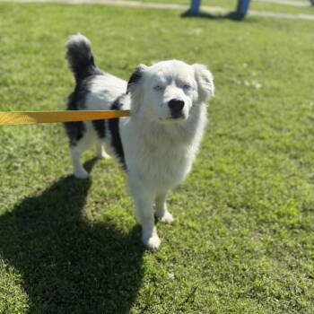 Australian Shepherd Dogs Available for Adoption in West Point, Mississippi - Loki | PetCurious