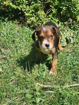 Maisie -  Treeing Walker Coonhound Dog for Adoption in Randolph, Vermont - Maisie | PetCurious