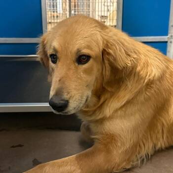 Golden Retriever Dogs Available for Adoption in Flagstaff, Arizona - Freckles | PetCurious