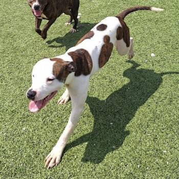 Pit Bull Terrier Dogs Available for Adoption in Hannibal, Missouri - Gregory | PetCurious