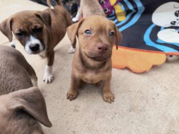 Silo -  Boxer Dog for Adoption in Aurora, Illinois - Silo | PetCurious