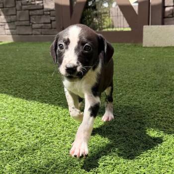 Pepper 1099 -  Mixed Breed Dog for Adoption in Loxahatchee Groves, Florida - Pepper 1099 | PetCurious