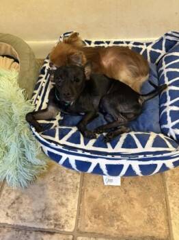 Winky -  Miniature Pinscher and Chihuahua Dog for Adoption in Huntington, New York - Winky | PetCurious