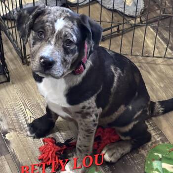 Catahoula Leopard Dog and Boxer Dogs Available for Adoption in Andover, Massachusetts - Betty Lou Gooseberry - Local Pup | PetCurious