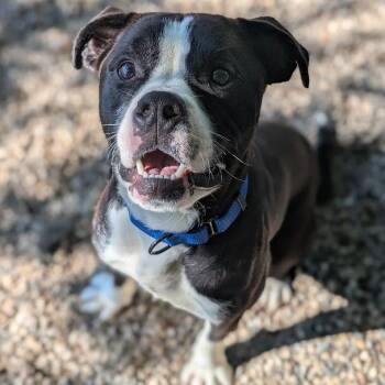 Poughkeepsie -  Mixed Breed Dog for Adoption in West Olive, Michigan - Poughkeepsie | PetCurious