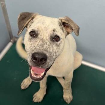 Rescue Australian Cattle Dog Blue Heeler and Mixed Breed Dogs for Adoption in Detroit Lakes, Minnesota - Rainier | PetCurious