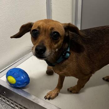 Pretzel -  Mixed Breed Dog for Adoption in Oak Brook, Illinois - Pretzel | PetCurious