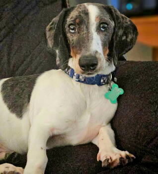 Rescue Dachshund Dogs for Adoption in Sioux Falls, South Dakota - Clooney | PetCurious