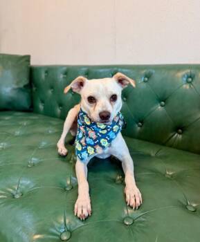 Leto Bean Little Goofy Lover -  Chihuahua and Whippet Dog for Adoption in Friendswood, Texas - Leto Bean Little Goofy Lover | PetCurious