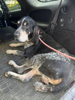 Rescue Bluetick Coonhound Dogs for Adoption in Marshall, North Carolina - Lurch | PetCurious