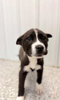 Mixed Breed Dogs Available for Adoption - Billy | PetCurious