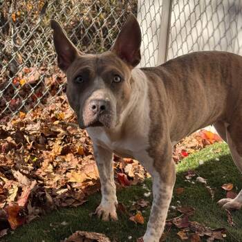 Rescue Pit Bull Terrier and Mixed Breed Dogs for Adoption in Newark, New Jersey - Parsnip | PetCurious