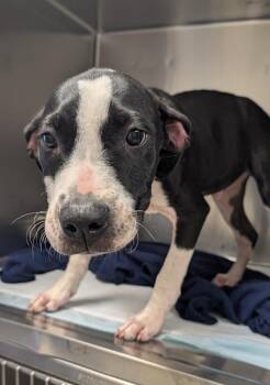 Ozan -  Mixed Breed Dog for Adoption in Ellijay, Georgia - Ozan | PetCurious