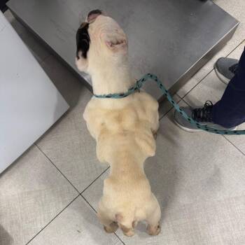 Larry -  Mixed Breed Dog for Adoption in Newark, New Jersey - Larry | PetCurious