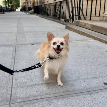 Hank -  Chihuahua Dog for Adoption in New York, New York - Hank | PetCurious