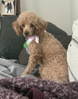Poodle Dogs Available for Adoption - Maple | PetCurious