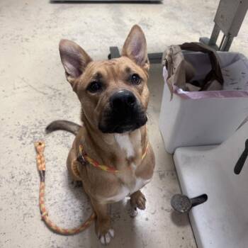 Zane -  Pit Bull Terrier and Black Mouth Cur Dog Available for Adoption in Canton, Illinois - Zane | PetCurious