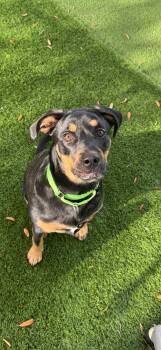 Rottweiler Dogs Available for Adoption - Lily | PetCurious