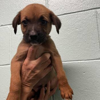 Coriander -  Pit Bull Terrier Dog for Adoption in Harrisville, West Virginia - Coriander | PetCurious