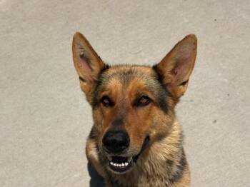 BRENDA -  German Shepherd Dog Dog for Adoption in Tulsa, Oklahoma - BRENDA | PetCurious