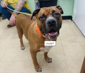 Mastiff Dogs Available for Adoption in Martinsville, Virginia - Snoop | PetCurious
