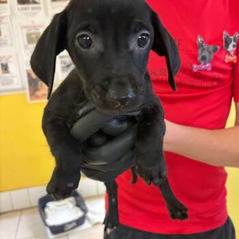 Rescue Black Labrador Retriever Dogs for Adoption in Boca Raton, Florida - Autumn 8293 | PetCurious